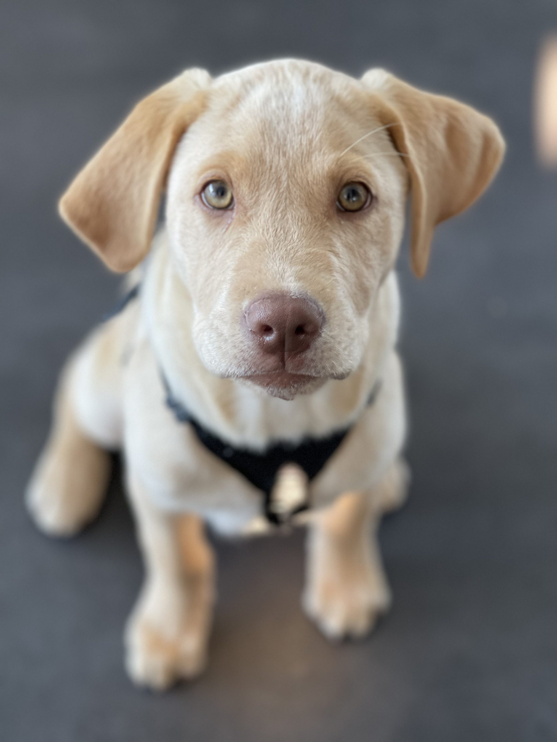 65225790373__99A857AD-6EC7-4B92-B8DA-17FC5F6259D4.fullsizerender